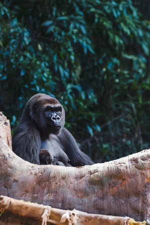 Gorilla image 